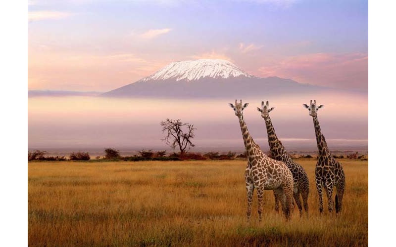 Mount Kilimanjaro Puzzle 1000pieces Mount Kilimanjaro Puzzle 1000pieces